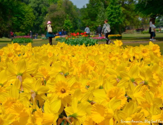 #sigurtà #verona #veneto #gardens #flowers #italy