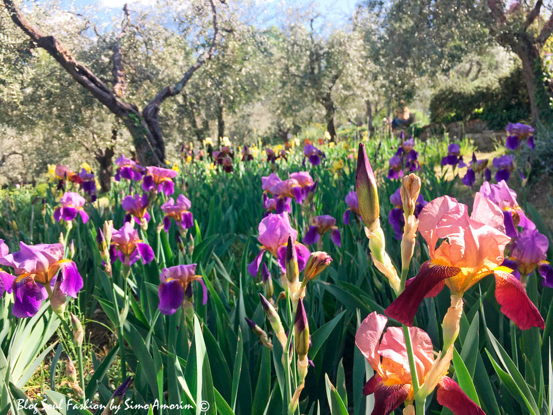 #iris #giardinodelliris #firenze