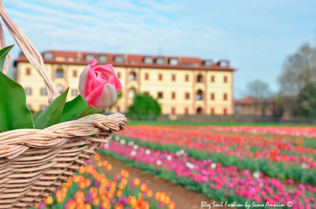 #tulipaniitaliani #tulips