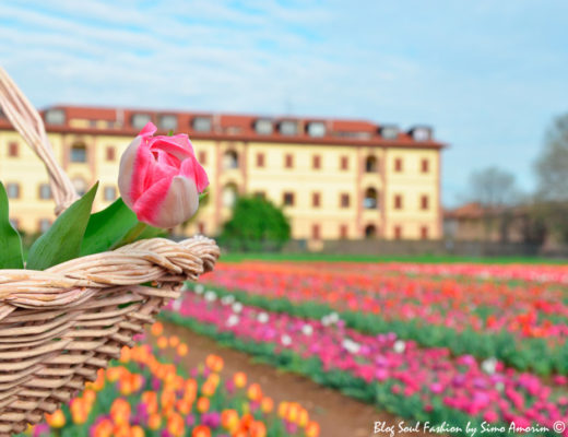 #tulipaniitaliani #tulips